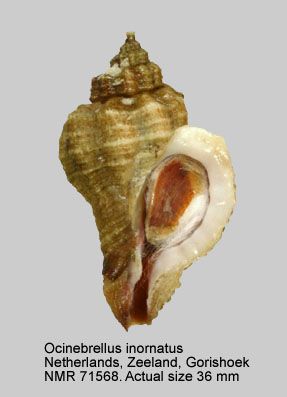 Ocinebrellus inornatus (19).jpg - Ocinebrellus inornatus (Récluz,1851)